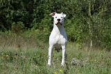 DOGUE ARGENTIN 047